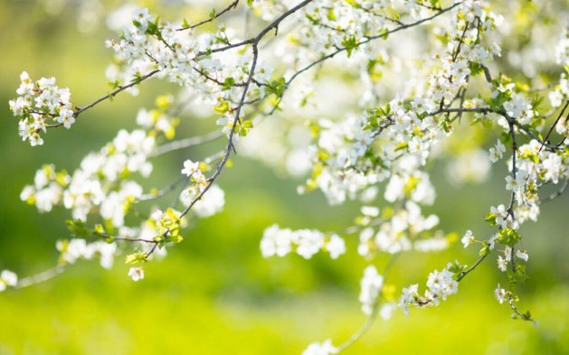 Introduction to Spring Boot and JDBCTemplate: Introduction to Docker - Vimarsana News
