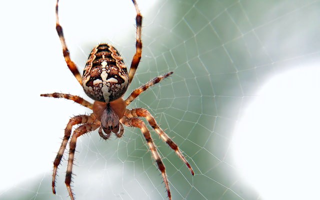 Java Web Crawler: Web Browser-Based Approach - Vimarsana News