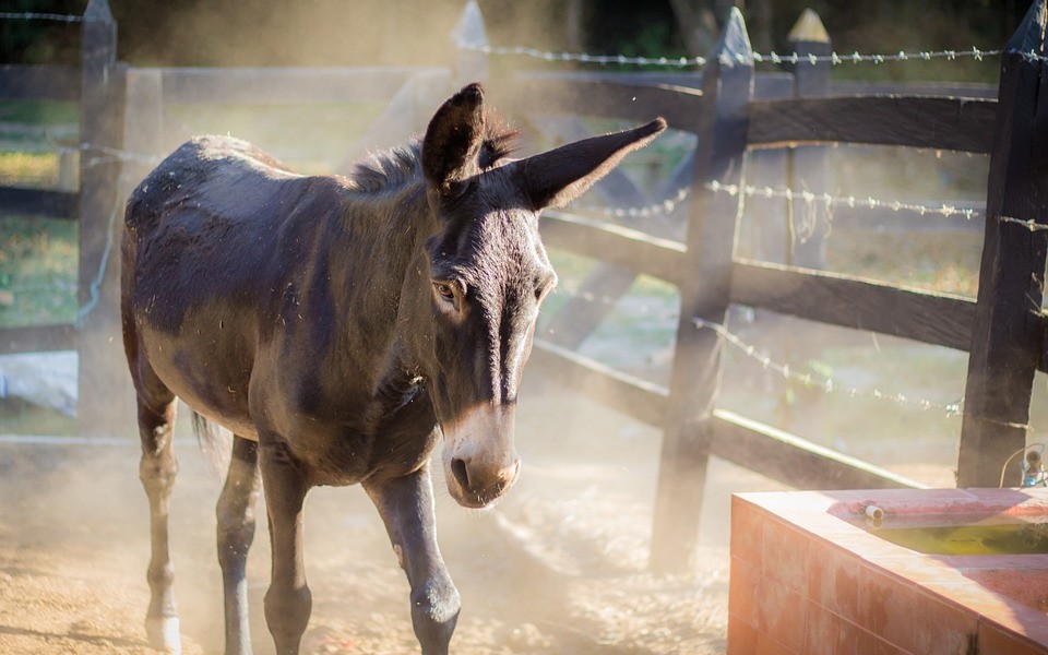 Expressing the Spring Expression Language via Mule LaptrinhX