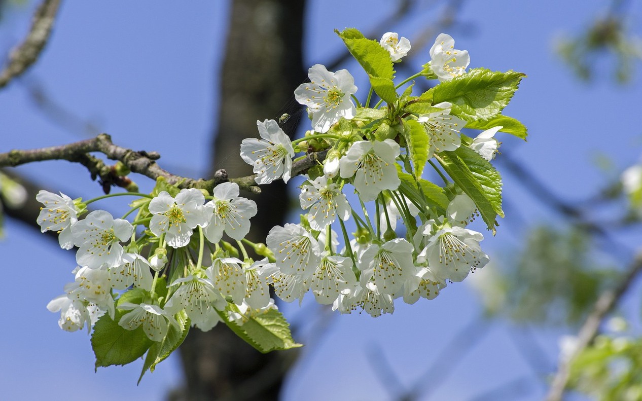 Getting Started with Spring Data Solr - DZone